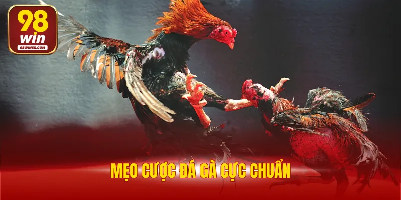 Đá Gà Cựa Sắt 98WIN - Luật Chơi Và 4 Giống Gà Đá Hay Nhất 4 Mẹo cược đá gà cực chuẩn