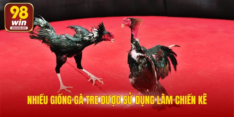 Đá Gà Tre - Trò Chơi Hấp Dẫn Với Nhiều Cơ Hội Thắng Lớn 3 Nhiều giống gà tre được sử dụng làm chiến kê