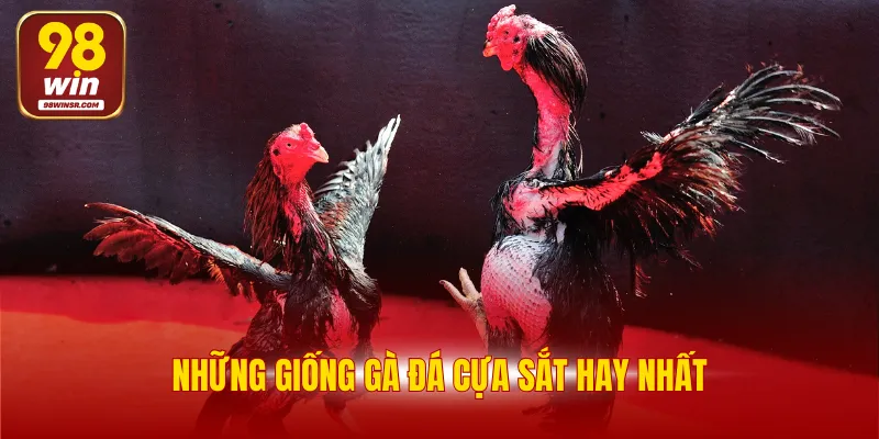 Đá Gà Cựa Sắt 98WIN - Luật Chơi Và 4 Giống Gà Đá Hay Nhất 3 Những giống gà đá cựa sắt hay nhất