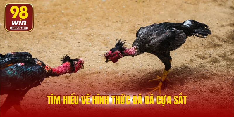 Đá Gà Cựa Sắt 98WIN - Luật Chơi Và 4 Giống Gà Đá Hay Nhất 2 Tìm hiểu về hình thức đá gà cựa sắt